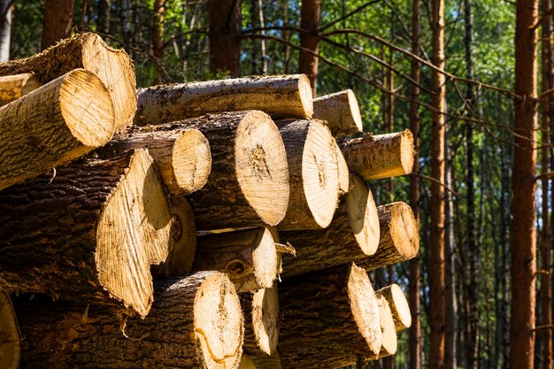 hout in het bos