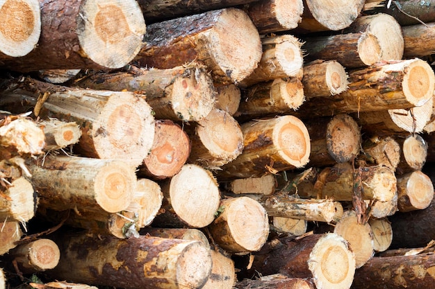 Hout oogsten bij houtkap gestapeld in stapels gezaagd hout close-up