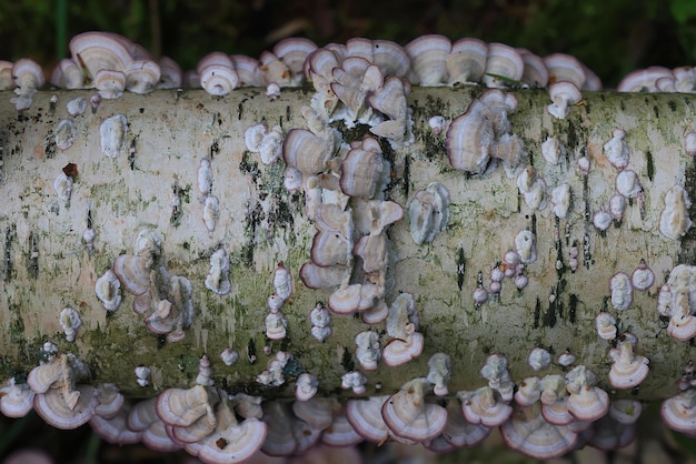 hout schimmels parasieten achtergrond, geneeskunde bos dieren in het wild