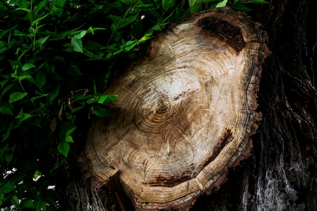 Hout textuur. Big dronk uit een boom. Oude boomstronk textuur