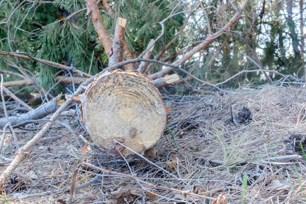 Hout verlaten na het snijden. Illegale ontbossing. De invloed van de mens op het milieu. Milieuproblemen. Opwarming van de aarde. Verandering van het klimaat.