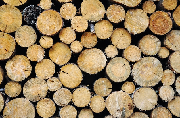 Hout verzameld en gearrangeerd voor de winter