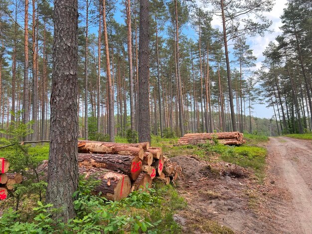 Houtblokken van dennenhout in het bos gestapeld in een stapel vers gehakte boomblokken zijn op elkaar gestapeld