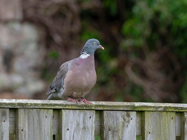 Houtduif Columba palumbus Toledo Spanje