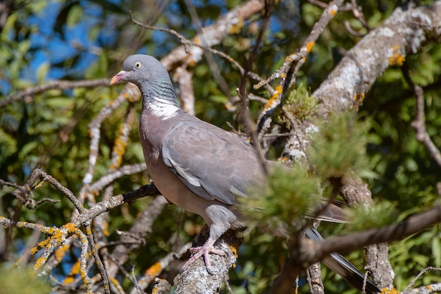 Houtduif Columba palumbus Toledo Spanje