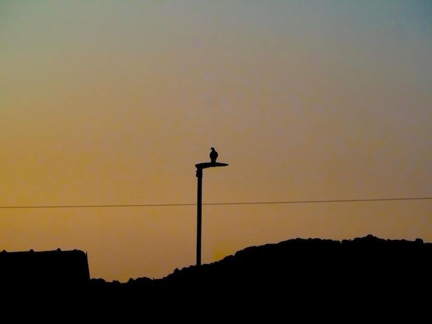 Houtduifsilhouet bij zonsondergang