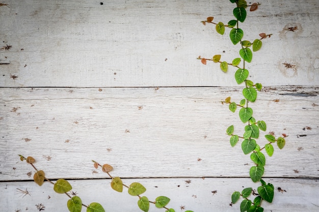 Foto houten achtergrond met groene klimplant plant