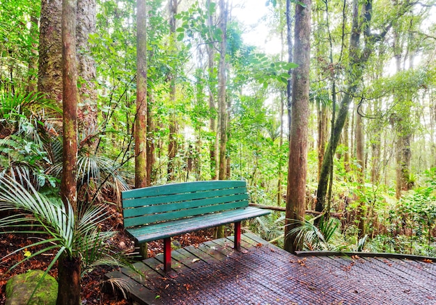 Houten bank in het tropische woud, Nieuw-Zeeland