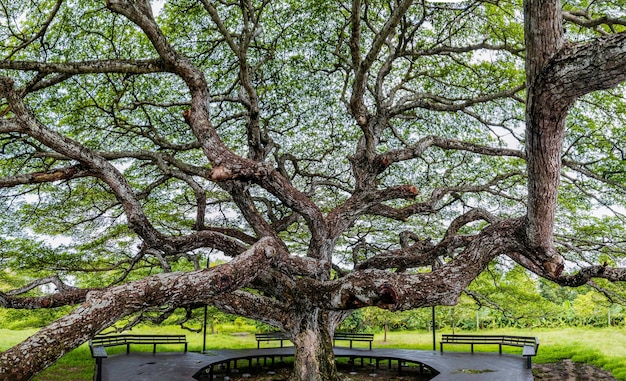 Houten bank rond de grote groene bomen, rustige sfeer onder de bomen, loopbrug rond de grote bomen, groen bos natuur hout zonlicht, veel takken bladeren van bomen