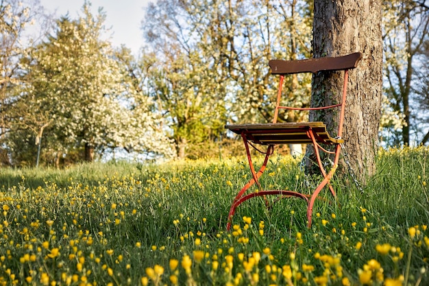 Houten bankje in het park