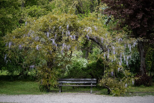 Houten bankje onder een boom in het park