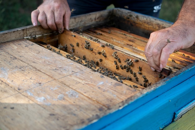 Foto houten bijenkorf met bijen, nuttige insecten, imker