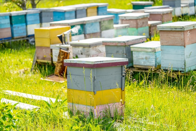 Houten bijenkorven Frames van een bijenkorf Zonnige dag is de perfecte tijd om honing te verzamelen Volledige lengte