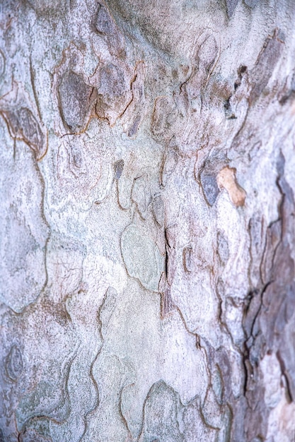 Houten bomen close-up achtergrondstructuur. Stijlvol bio eco behang