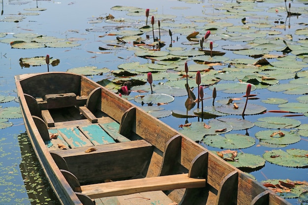 Houten boot op een vijver vol met lotusbloemknoppen en bladeren