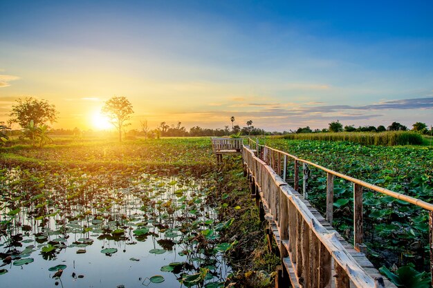 Houten brug en lotus