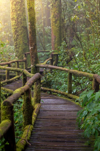 Houten brug in de natuur