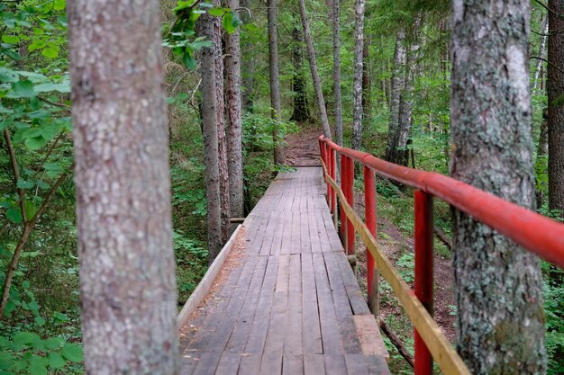 houten brug in het bos