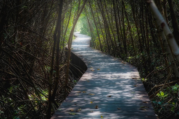 Houten brug in mangrovebos overdag