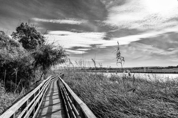 Houten brug midden in de natuur