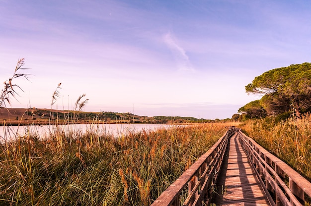 Houten brug midden in de natuur