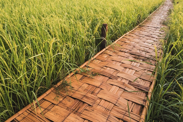 Houten brug naast groen landbouwbedrijf in Nan, noordelijk van Thailand, blauwe hemel, blauwe hemelwolk