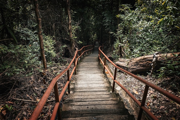 Houten brug of trap in het bos, Maleisië