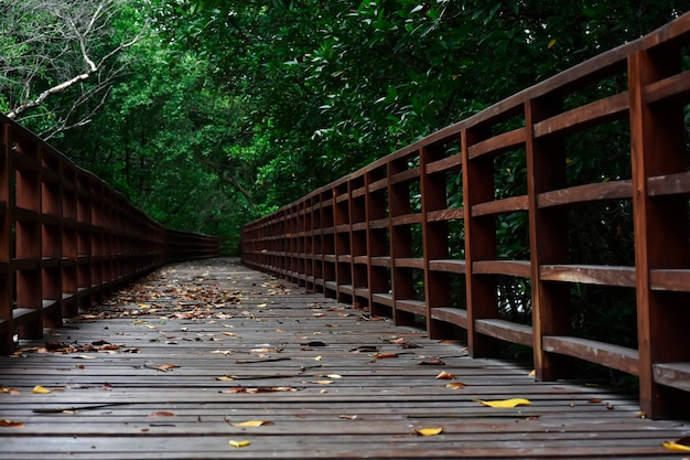 houten brug om door het bos te wandelen