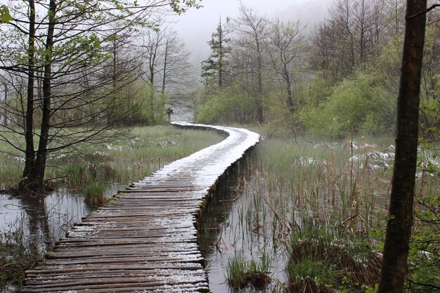 Foto houten brug over een rivier in het bos