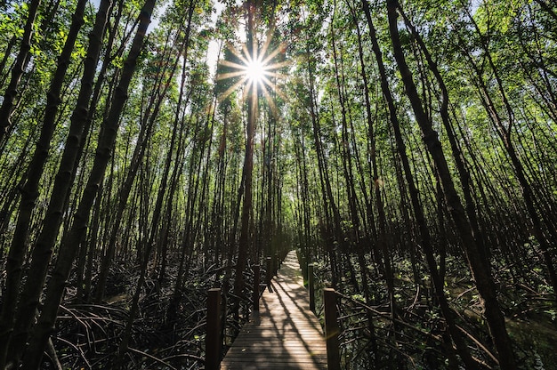 Houten bruggang bij Kung krabaen-baai Mangrovebos bij chanthaburi-stad thailand.