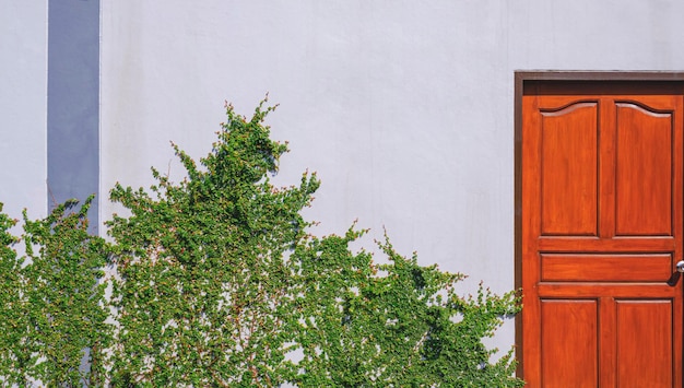 Houten deur met groene klimplant groeit op grijze cementmuur van vintage huis