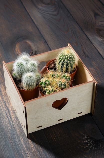 Houten doos met mini-catussen