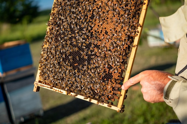 Houten frame van bijenkorf in handen imker bedrijf frame met honing