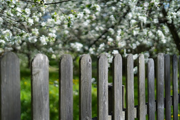 Houten hek bij de bloeiende appelboom in de tuin zeer ondiepe scherptediepte Mooie bokeh