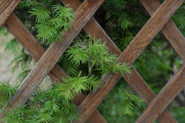 houten hek close-up kleine spar groeit achter hek jonge takken steken door hek heen