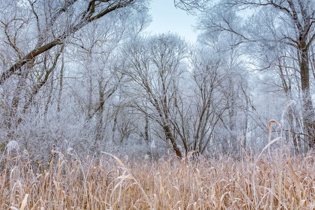 Houten hek in het bos van de winter.