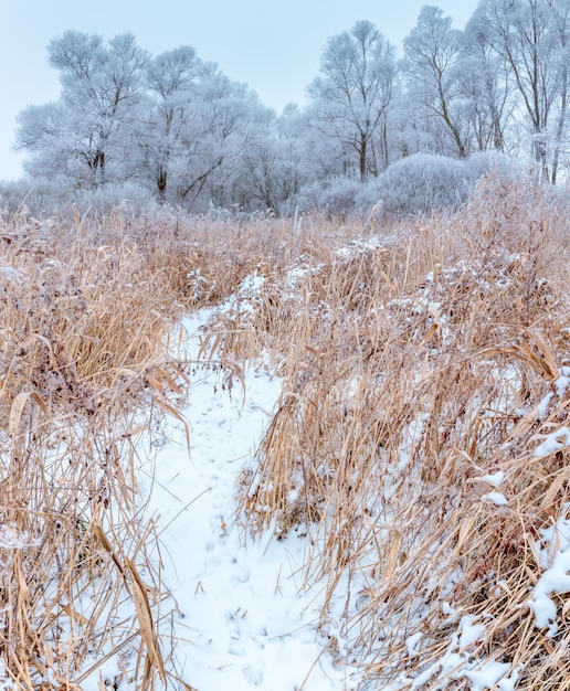 Houten hek in het bos van de winter.