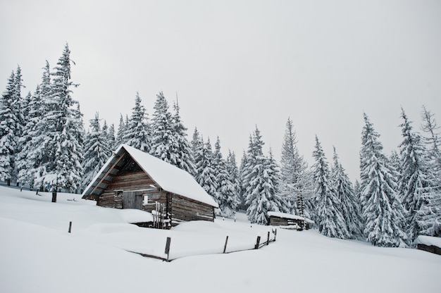 Houten huis bij pijnbomen bedekt met sneeuw op de berg chomiak, prachtige winterlandschappen van de karpaten, oekraïne, frost natuur,