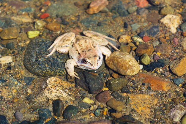 Houten kikker zittend op steenachtige bodem van de rivier