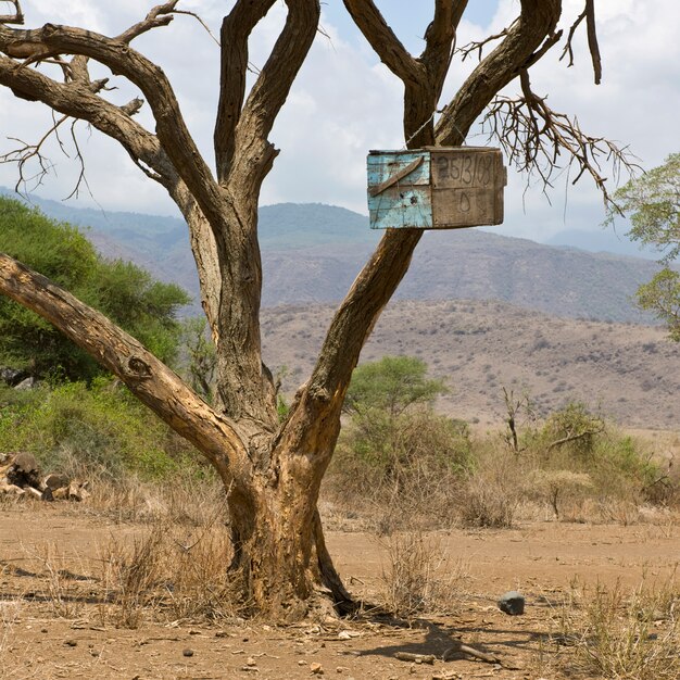 Houten kist in boom in de Serengeti, Tanzania, Afrika