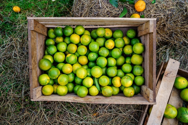 Houten kist met verse rijpe sappige zelfgemaakte citrusvruchten