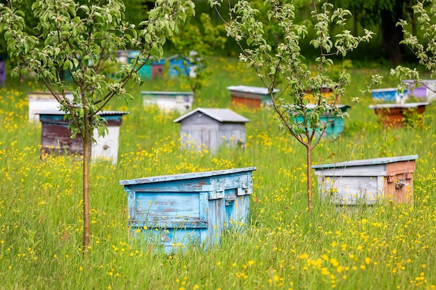 Foto houten kleurrijke bijenkorven op een groene bloemenweide selectieve aandacht