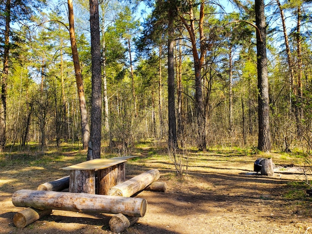 Houten lijst in het bos in de lente