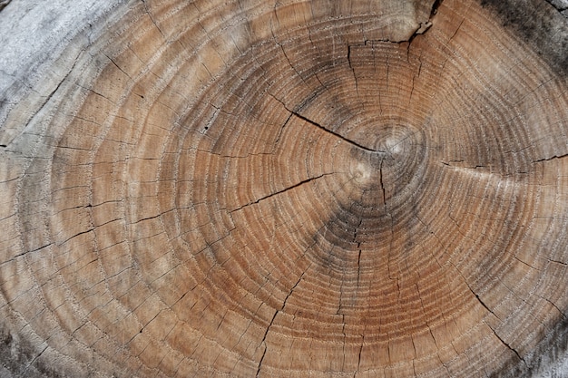 Houten logboek achtergrondstructuur met scheuren en jaarringen.