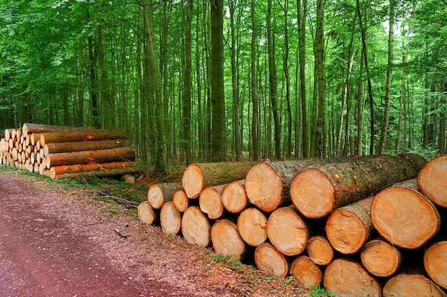 Houten logboeken die in de bergen Duitsland van Harz worden gestapeld