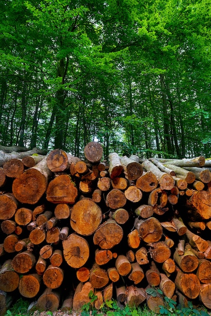 Houten logboekenhout dat in Harz Duitsland wordt gestapeld