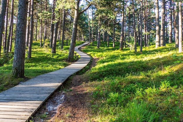 Houten loopbrug door het bos naar het strand