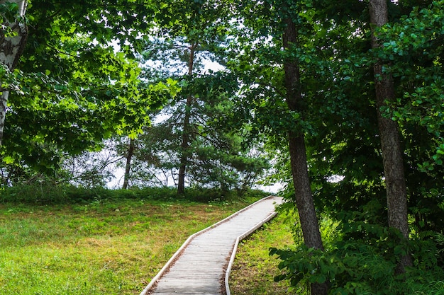 Houten loopbrug door het bos naar het strand.