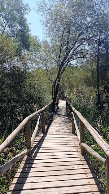 Houten loopbrug om het binnenland van het natuurpark donana huelva . te bezoeken