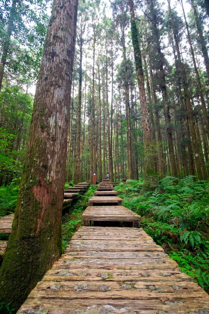 Houten pad in het bos voor klimmers om veilig te lopen